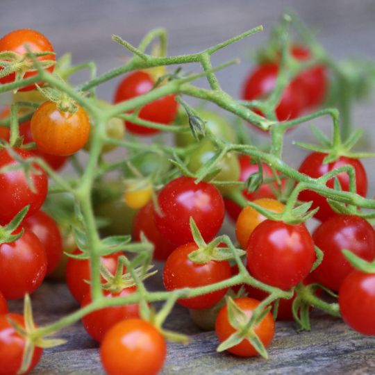 Tomates groseilles de léon