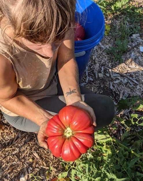 Tomate Mémé de Beauce