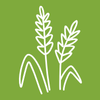 Terre Promise_semences_Producteur_Céréales