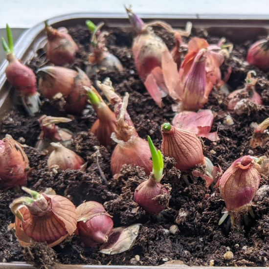 Taux de germination et garantie Taux de germination et garantie