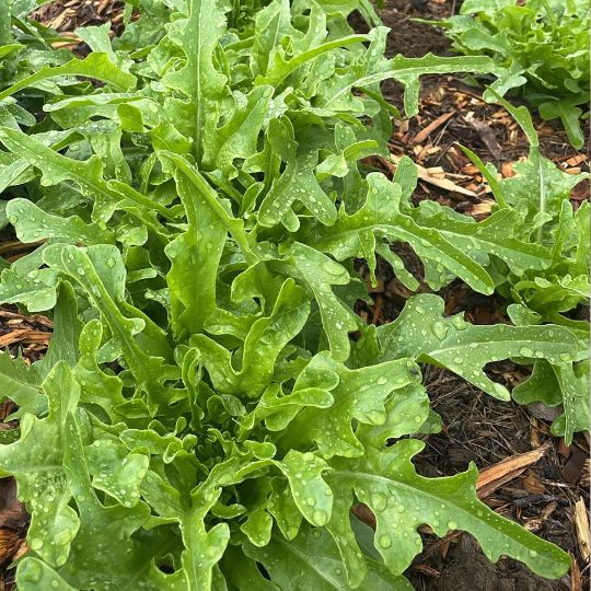 Laitue Grosse Dodue (Lactuca sativa)