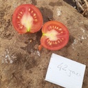 Tomate 42 jours (Solanum lycopersicum)