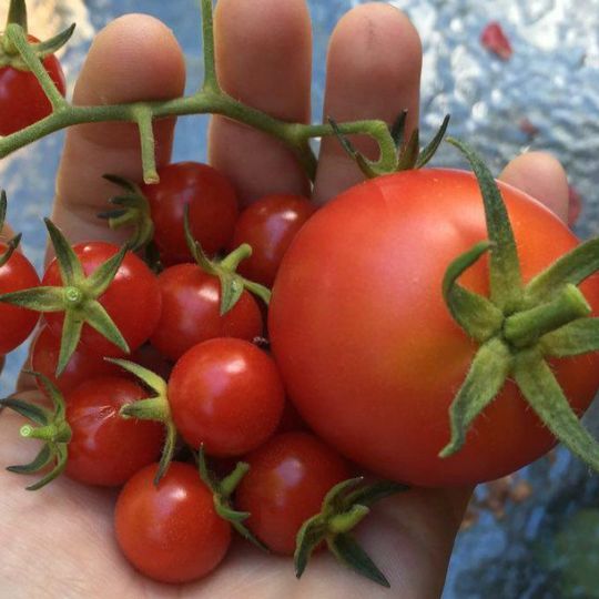 Tomate cerise Petit Moineau