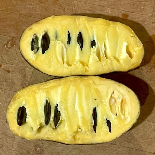 Paw Paw (Asiminia trilobia)