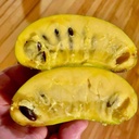 Paw Paw (Asiminia trilobia)