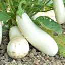 Aubergine Casper (Solanum melongena)