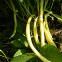 Haricot Beurre à Graine Noire (Phaseolus vulgaris var. nana 'Beurre à graine noire)