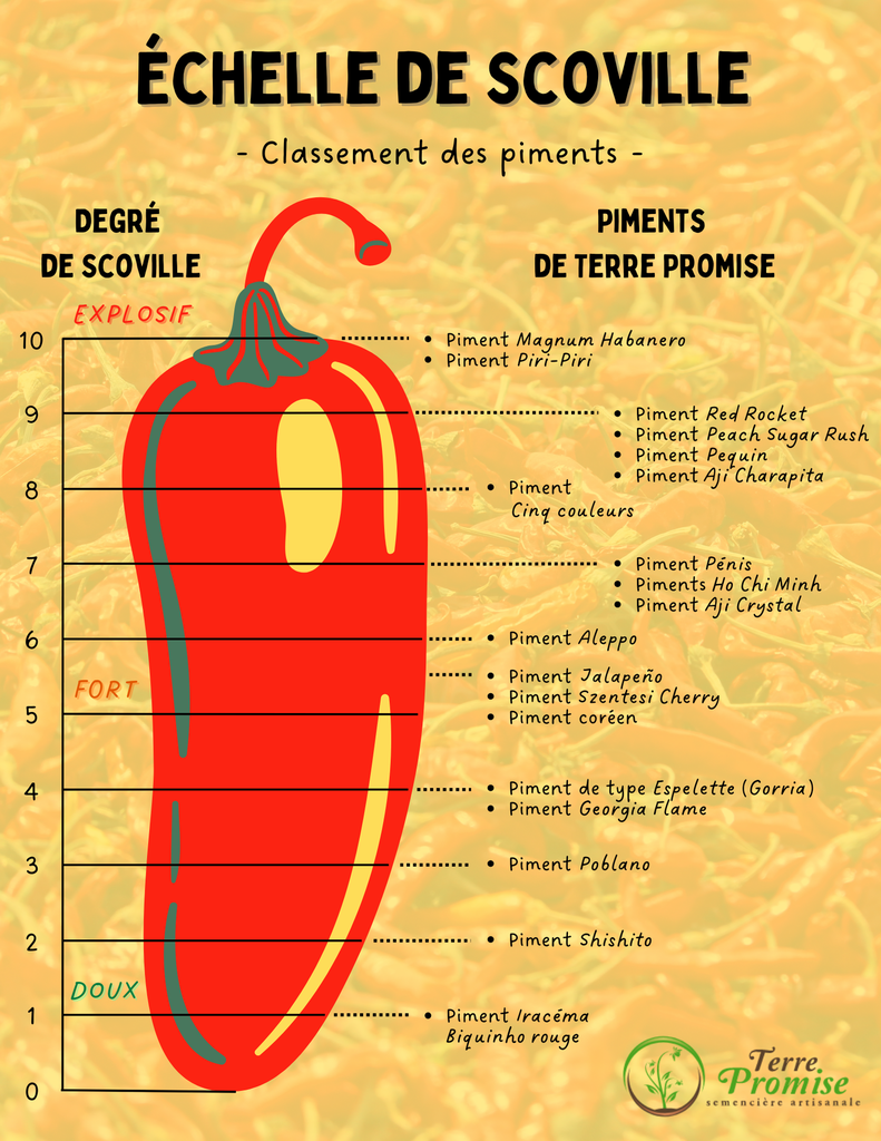 Piment Georgia Flame (Capsicum annuum)