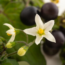 Airelle (Solanum nigrum)