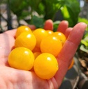 Tomate micro-naine Orange Hat (Solanum lycopersicum)