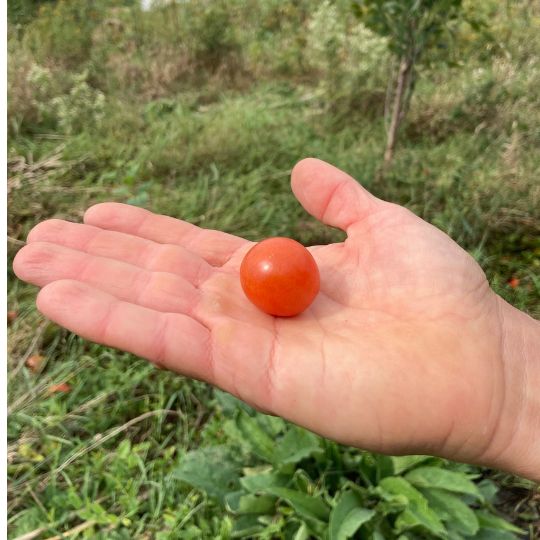 Tomate micro-naine Moment (Solanum lycopersicum) 