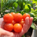 Tomate micro-naine Birdie Rouge (Solanum lycopersicum) 