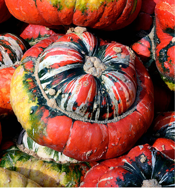 Harold en a plein la courge! (Cucurbita maxima, c. moshata, c. pepo etc.)