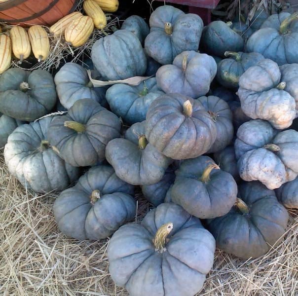 Harold en a plein la courge! (Cucurbita maxima, c. moshata, c. pepo etc.)