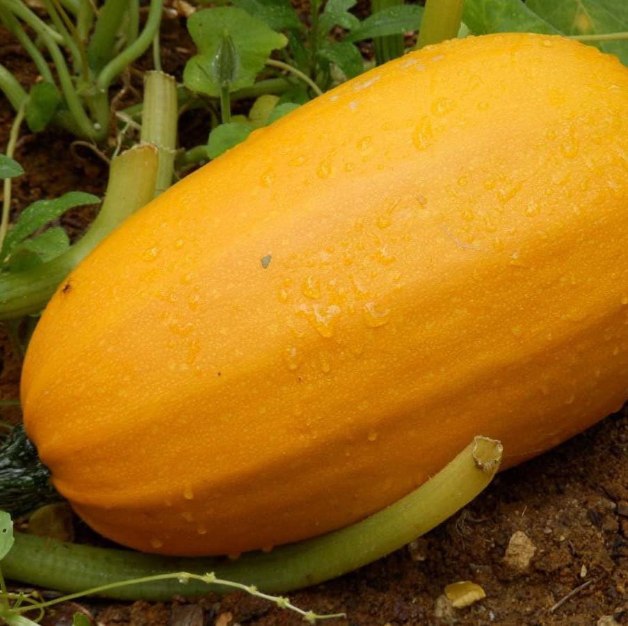 Harold en a plein la courge! (Cucurbita maxima, c. moshata, c. pepo etc.)