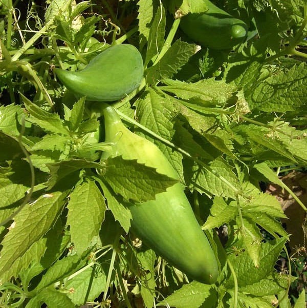 Concombre Achocha (Cyclanthera pedata)