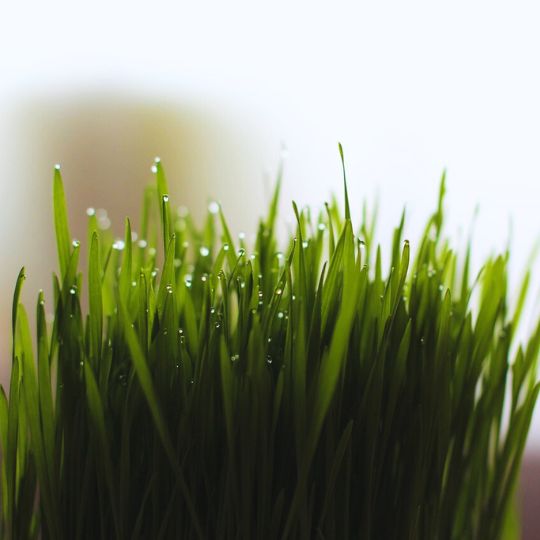 Herbe à chat (Avena sativa)