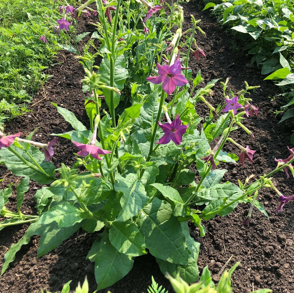 SensationTobacco (Nicotiana alata)