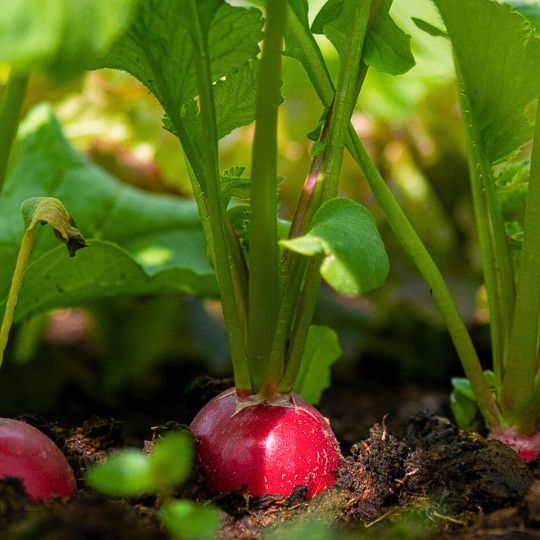 Early Scarlet Globe Radish (Raphanus sativus)