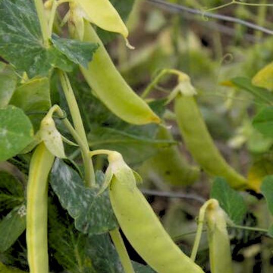 Pois fondant de Saint-Désirat (Pisum sativum)