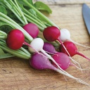 [252] Easter Egg II Radish (Raphanus sativus)