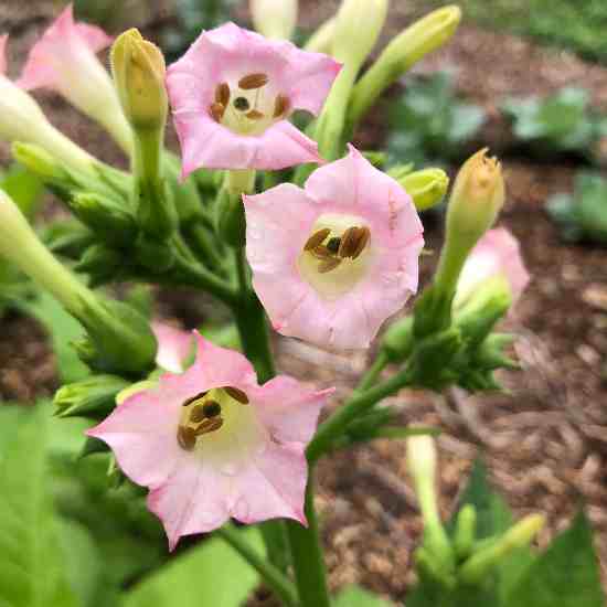 Tabac Grand Général (Nicotiana tabacum)