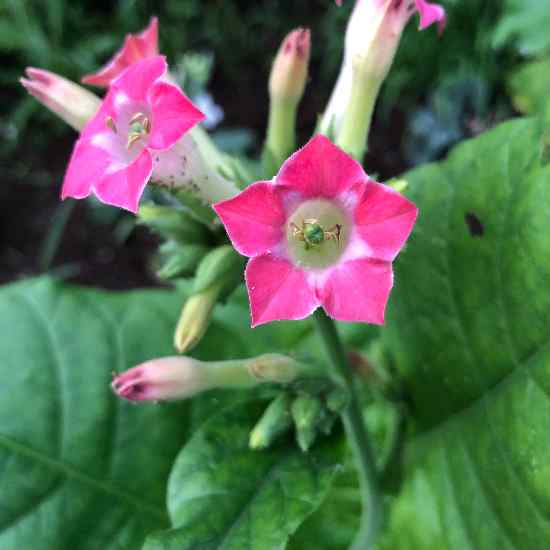 Tobacco Grand Rouge Fort (Nicotiana tabacum)