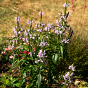 Obedient plant (Physostegia virginiana)