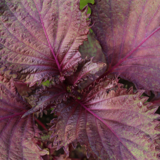 Purple Shiso (Perilla frutescens)