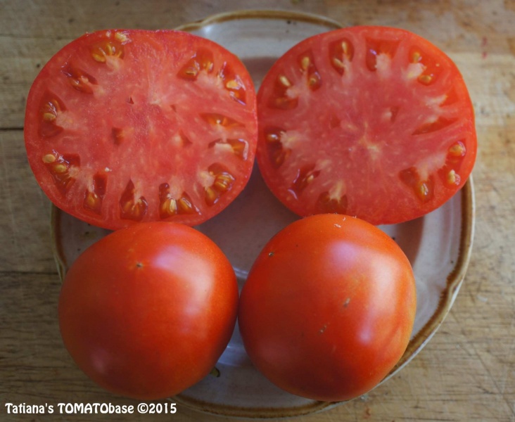 Tomate Québec 309 (Solanum lycopersicum)