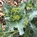 [B-08] Chou crambe maritime (Crambe maritima)