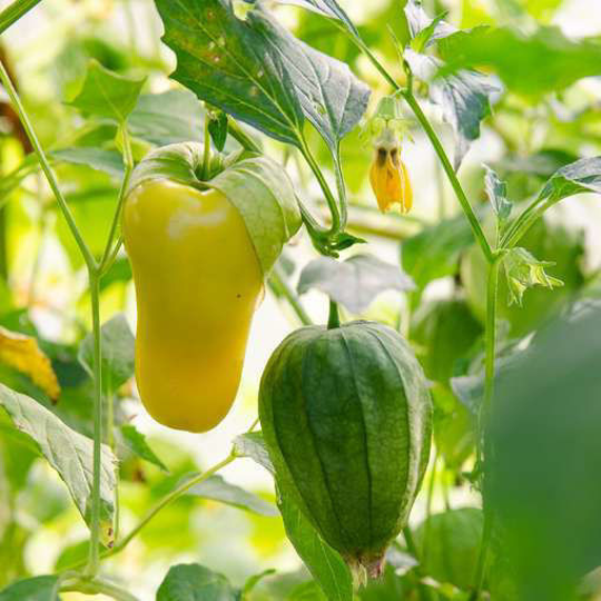 Tomatillo Queen of Malinalco (Physalis ixocarpa)