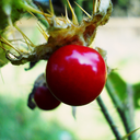 [076] Litchi Tomato (Solanum sisymbriifolium)