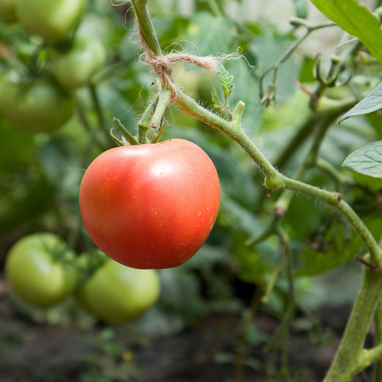 Iberville Tomato (Solanum lycopersicum)