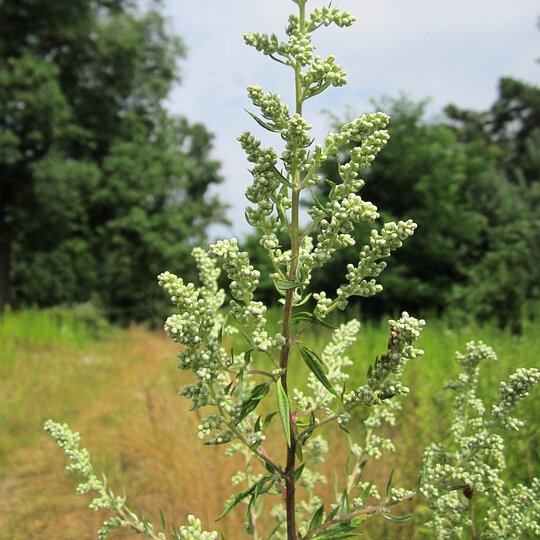 Common wormwood (Artemisia vulgaris)