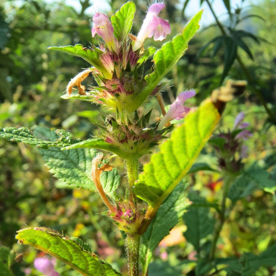 Ortie royale (Galeopsis tetrahit)