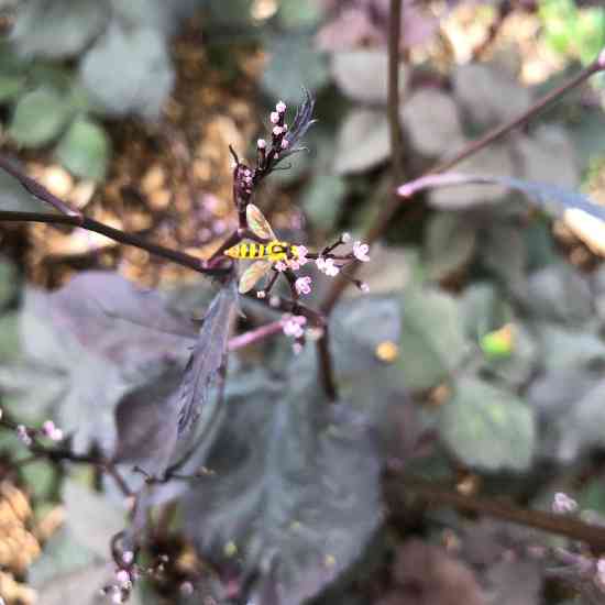 Mitsuba pourpre (Cryptotaenia japonica f. atropurpurea)