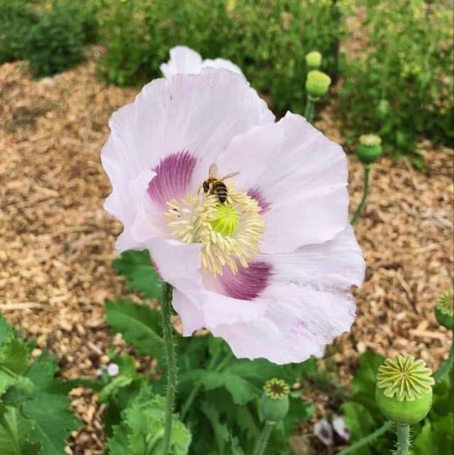 Poppy Elka White (Papever somniferum)