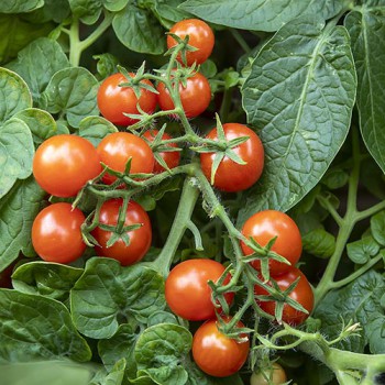 Moment Dwarf Tomato (Solanum lycopersicum)