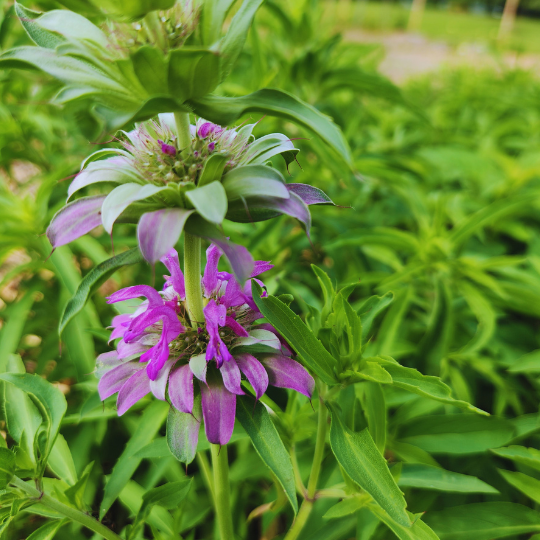 Monarde Citron (Monarda citriodora)