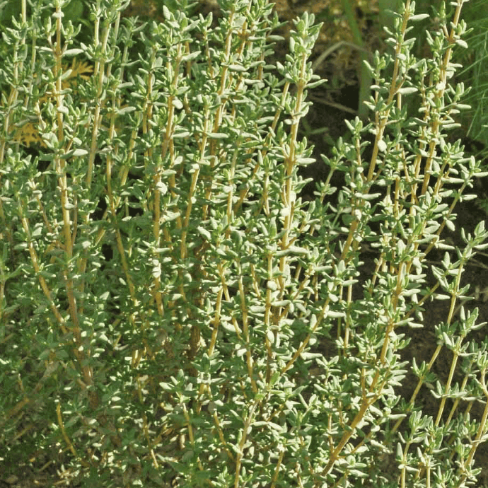 Thym d'hiver (Thymus vulgaris)