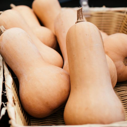 Butternut Squash (Cucurbita moschata)