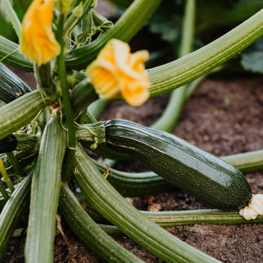 Courgette Black Beauty (Cucurbita pepo)