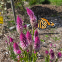 [358] Célosie Flamingo Feather (Celosia argentea spicata)