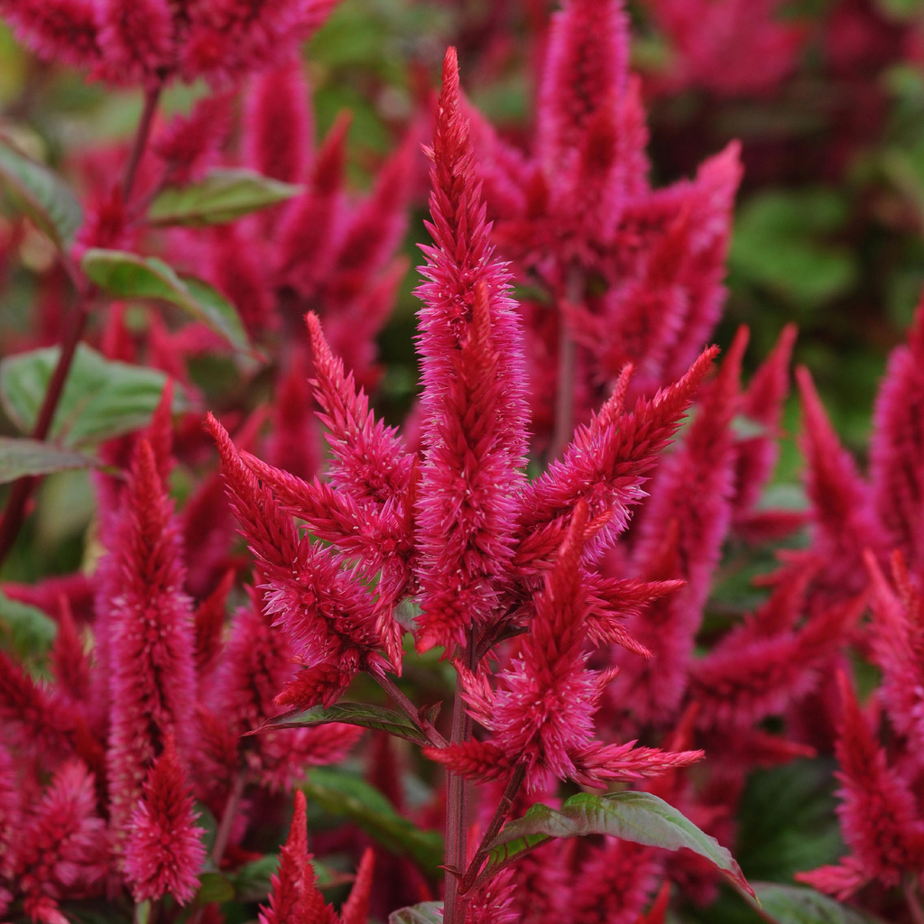 Celosia ''Asian Garden'' (Celosia argentea var. Cristata)