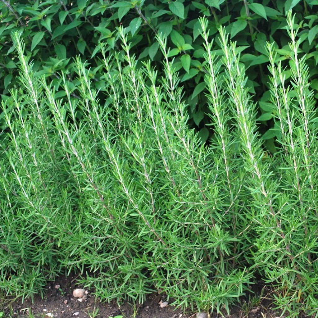Rosemary (Rosmarinus officinalis)