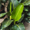 [228] Oiseau du paradis (Strelitzia nicolai)