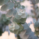 [148] Eucalyptus ''Silverdollar'' (Eucalyptus cinerea)