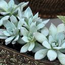 [143] Echeveria ''Urban Yellow'' (Echeveria Peacockii)