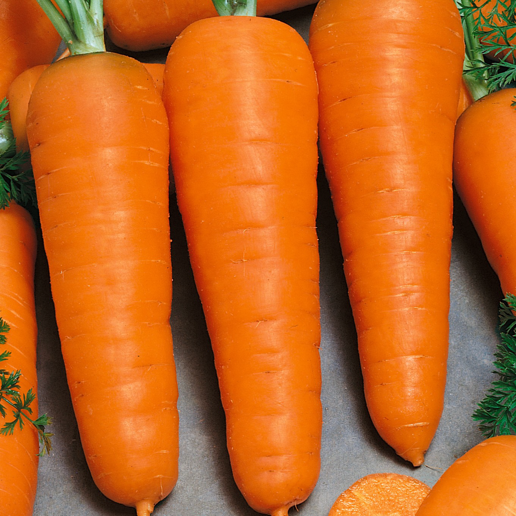 Chantenay carrots (Daucus carota var. sativus)
